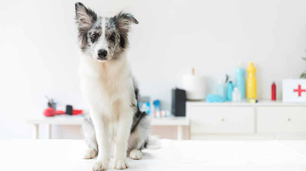 Essential Items to Have in Your Pet’s Emergency Pack